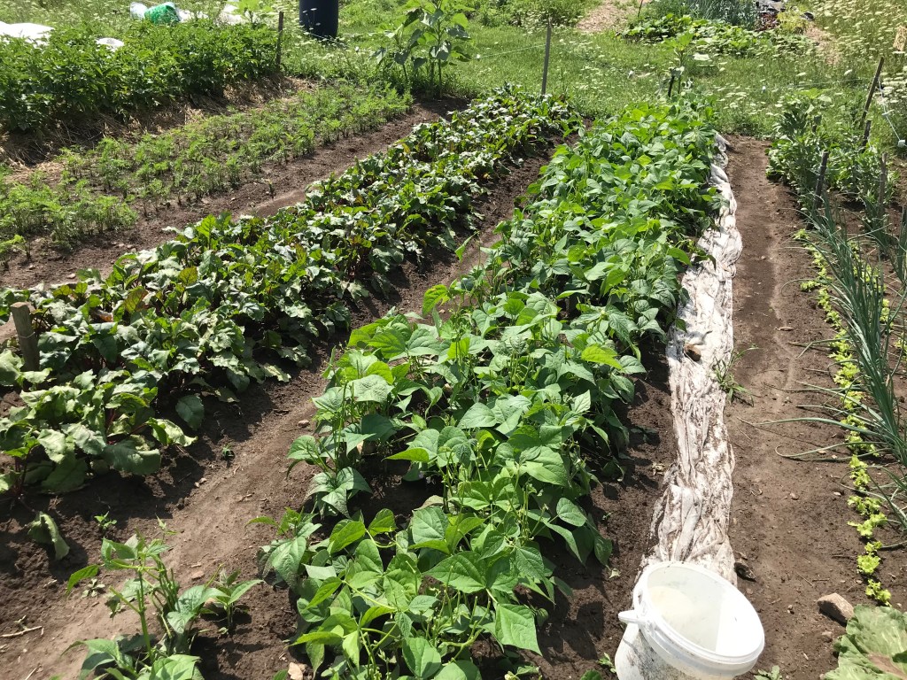 Garden with rows of beans growing